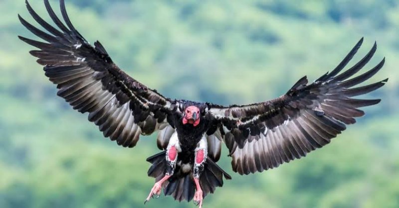 Vulture Conservation Centre: महाराजगंज में बना विश्व का पहला एशियाई किंग गिद्ध संरक्षण केंद्र, जानिए क्या है खास
