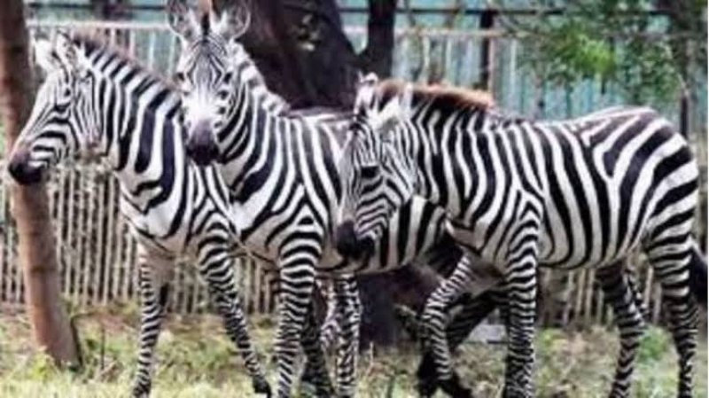 Zebra death in Zoo: फेन्सिंग की बाड़ से ढाई वर्षीय मादा जेब्रा की मौत, अब बची इतनी संख्या