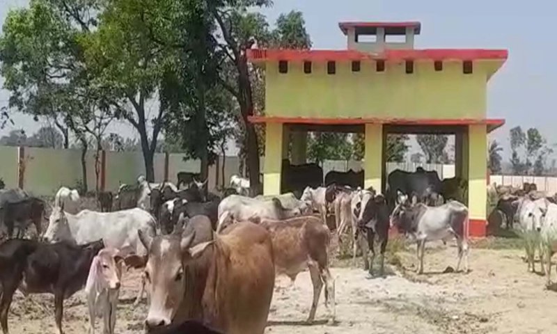 Lakhimpur Kheri News: छुट्टा पशुओं से परेशान ग्रामीणों ने मुक्तिधाम में पशुओं को किया बन्द, अधिकारियों के उड़ गए होश