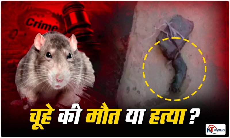 चूहे की मौत या हत्या? 30 पन्नों की चार्जशीट दाखिल, पोस्टमार्टम रिपोर्ट में बड़ा खुलासा