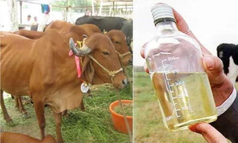 Research on Cow Urine: गौमूत्र का सेवन करने वाले हो जाएं सावधान! रिसर्च में बड़ा खुलासा