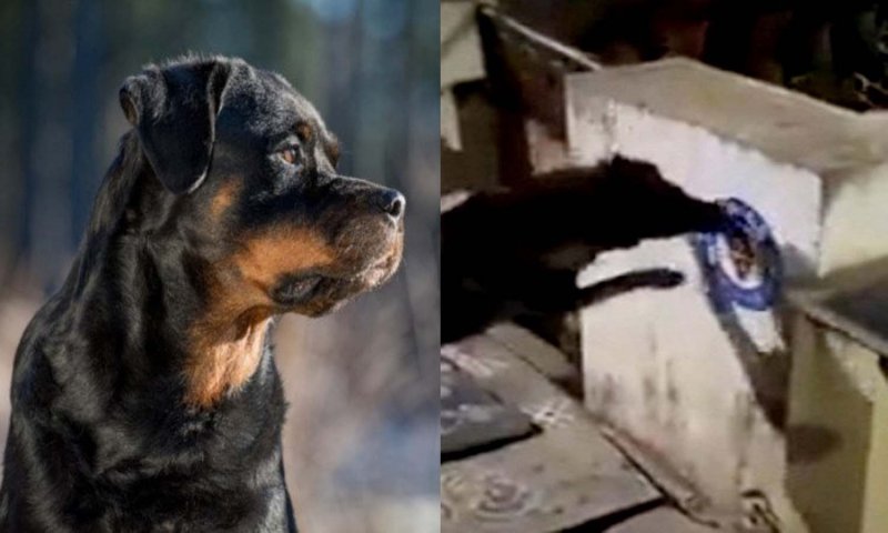 Case on Dog : मुख्यमंत्री का पोस्टर फाड़ने के आरोप में कुत्ते पर केस