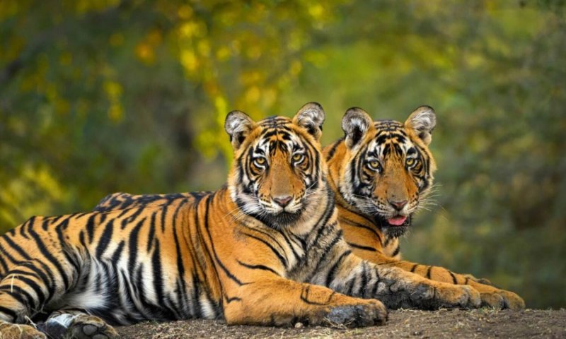 Tigers: ‘प्रोजेक्ट टाइगर’ से आइबीसीए तक का सफर, जानिए विलुप्त होने से कैसे बच सके बाघ, कैसे बढ़ने लगी उनकी तादात