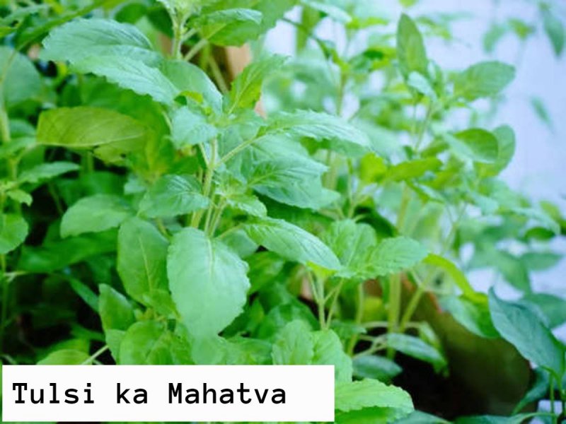 Tulsi ka Mahatva: जानिए, तुलसीदल का महात्म्य