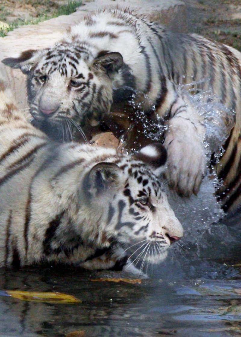 Lucknow Zoo: बाघों ने पानी में की मस्ती, जिसे देख दर्शक हुए आनंदित