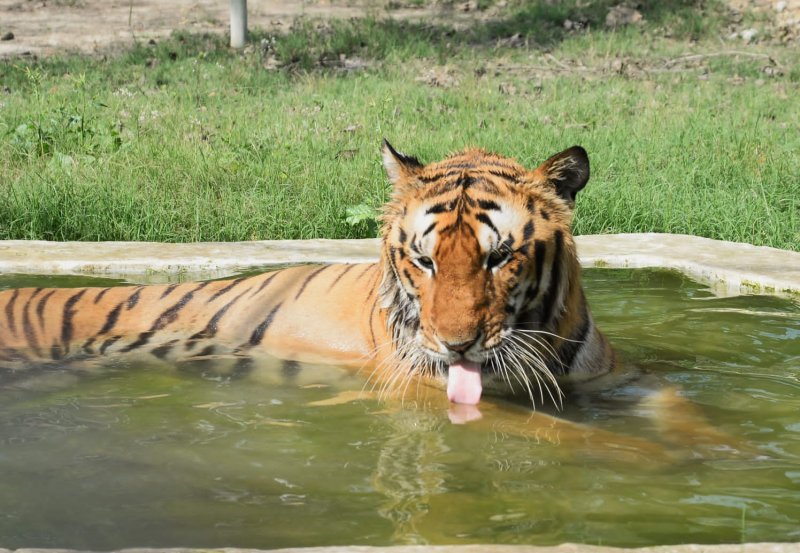 Kanpur News: चढ़ती गर्मी से इंसान से लेकर जानवर भी परेशान, अभी से सूखने लगे तालाब