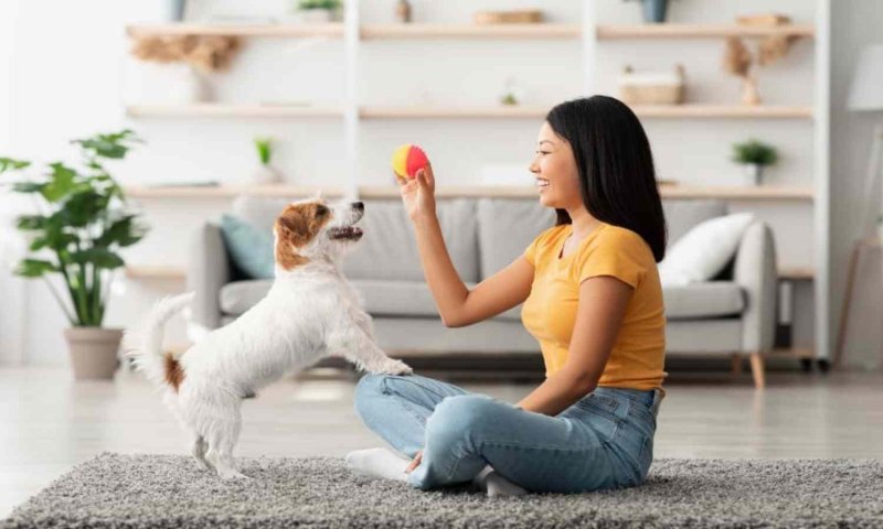 Pets Care Tips: गर्मी के मौसम में अपने पालतू जानवरों के साथ खेलिए ये इंडोर गेम्स