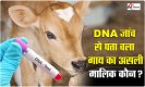 Rajasthan News: DNA जांच के बाद बुजुर्ग को मिली चोरी हुई गाय, कानूनी लड़ाई में बिक गया 10 बीघा खेत