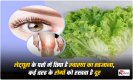 Health Benefits Of Lettuce: लेट्यूस के पत्तों में छिपा है स्वास्थ्य का खज़ाना , कई तरह के रोगों को रखता है दूर