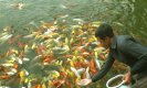 Gold Fish Farming Business: यहां पैसा लगायें लाखों कमाएं, तेज़ी से फल-फूल रहा गोल्ड फिश बिजनेस, लागत हजार रुपये और प्रॉफिट लाखों का