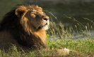 Famous Zoo in UP: उत्तर प्रदेश के इन शहरों में स्थित है चिड़ियाघर, सबकी अपनी अलग है खासियत