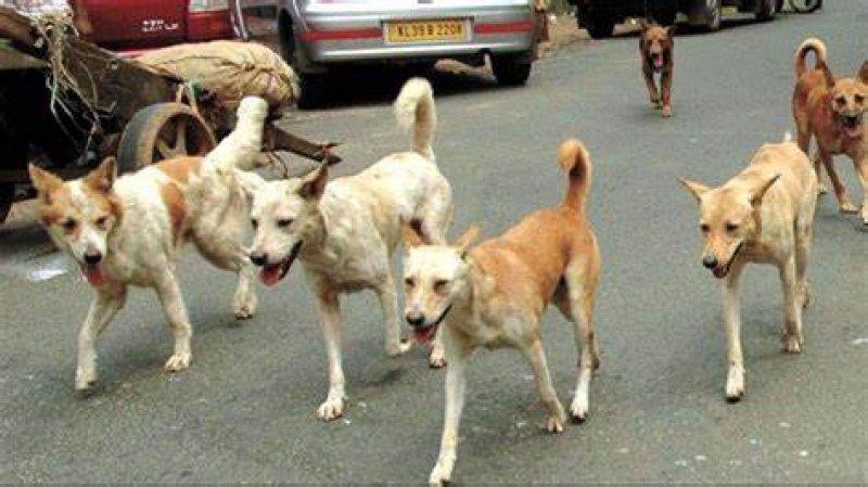 Stray Dogs:आवारा कुत्तों की नसबंदी पर लगी रोक, उनकी उम्र पता करना है कठिन समस्या