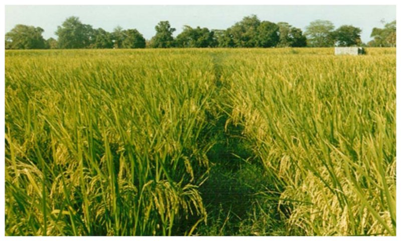 Farmer in India: उपज तैयार होने से पहले बहुत जरूरी है इस बात पर गौर करना