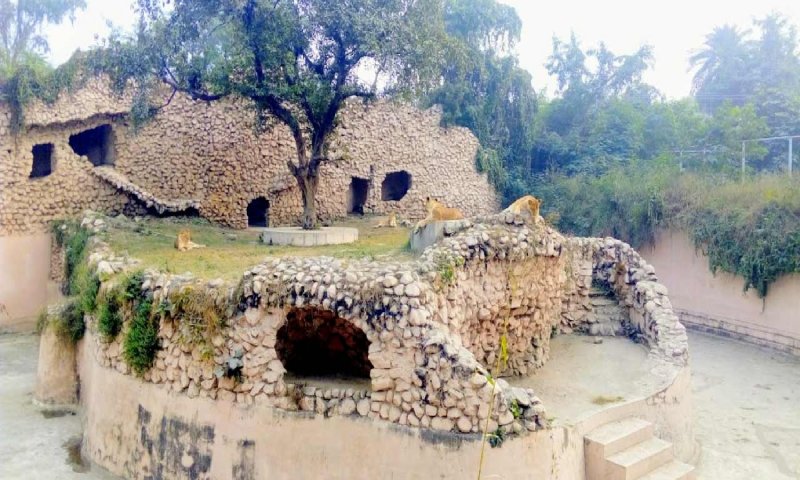 Lucknow Zoo From Hazratganj Metro: लखनऊ चिड़ियाघर जाने का कर रहे हैं प्लान तो मेट्रों से जाएं, आसान होगा सफर