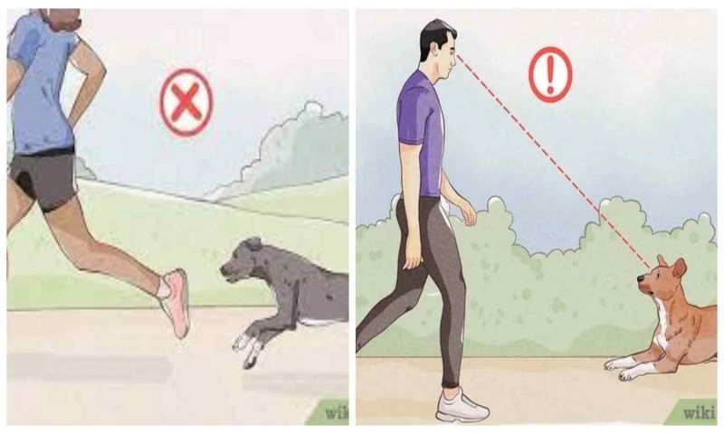 Protection From Dog Attacks: आवारा कुत्ते के हमले से खुद को कैसे बचाएं, जानिए कैसे करें अपनी सुरक्षा