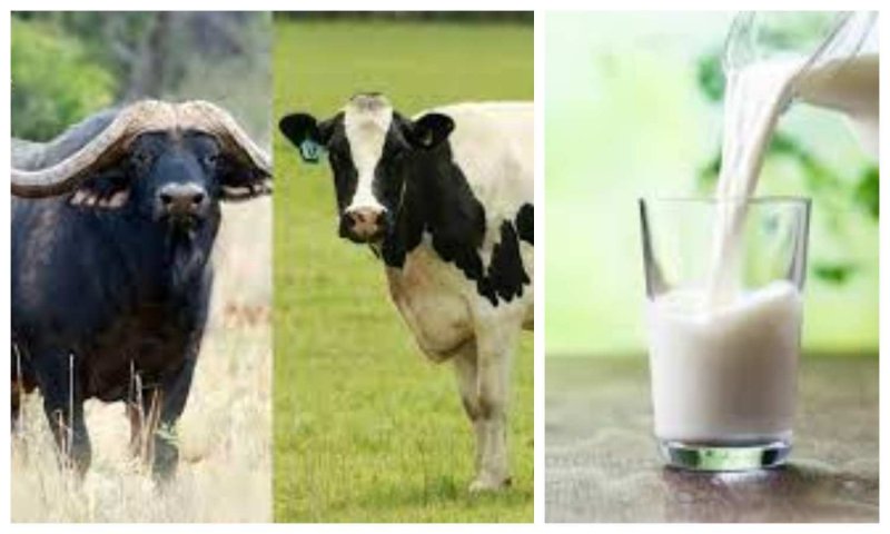 Cow Milk Vs Buffalo Milk: जानिए आयुर्वेद गाय या भैंस किस दूध को बताता है बेहतर, जानें इनके गुणों के अंतर