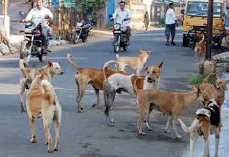 Dog Bite Cases: लखनऊ में कुत्तों का आतंक, रोज 200 लोगों को कर रहे जख्मी