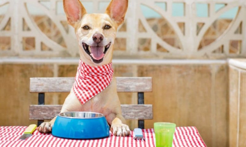 Dog Care Tips: गर्मी के मौसम में अपने प्यारे पेट् डॉग्स को दीजिये शाकाहारी ट्रीट, रहेंगे स्वस्थ और तरोताजा