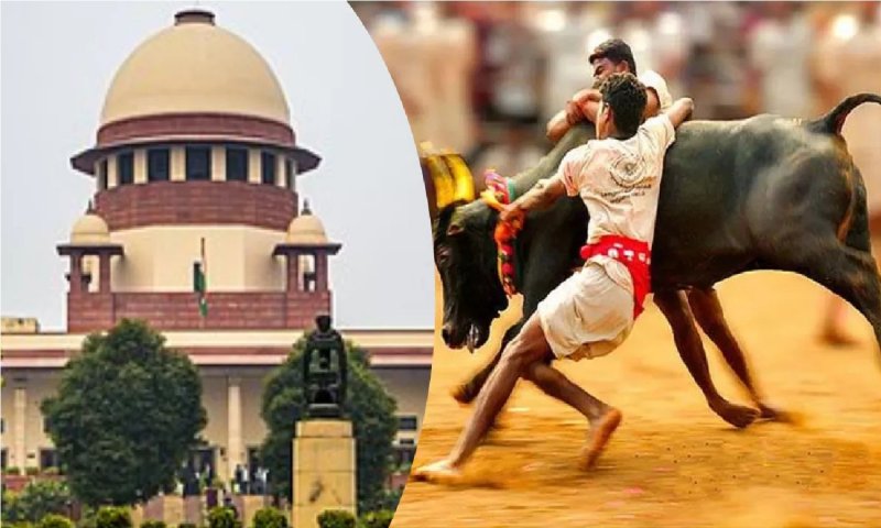 Jallikattu: सुप्रीम कोर्ट ने जल्ली कुट्टू को दिया वैध करार, जानिए क्या है ये पंरपरा, मनाने के पीछे ये बड़ी वजहें