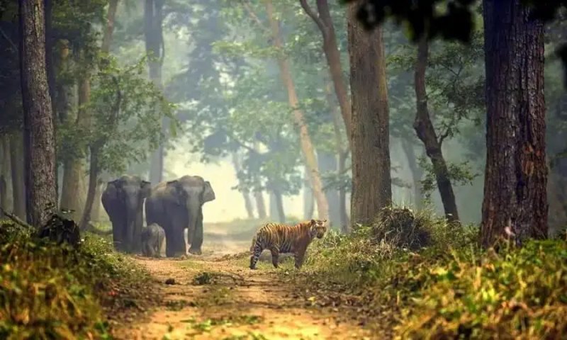 Dudhwa National Park Tour Packages: बेहद ही खास है लखीमपुर में स्थित ‘दुधवा पार्क’, जानिए सबकुछ