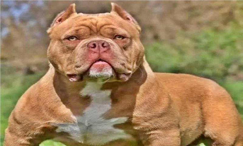 Pitbull Dog Attack: मेरठ में पिटबुल के आतंक से दहल उठे लोग, झपट पड़ा 9 साल के मासूम पर, फिर नोच डाला बुरी तरह