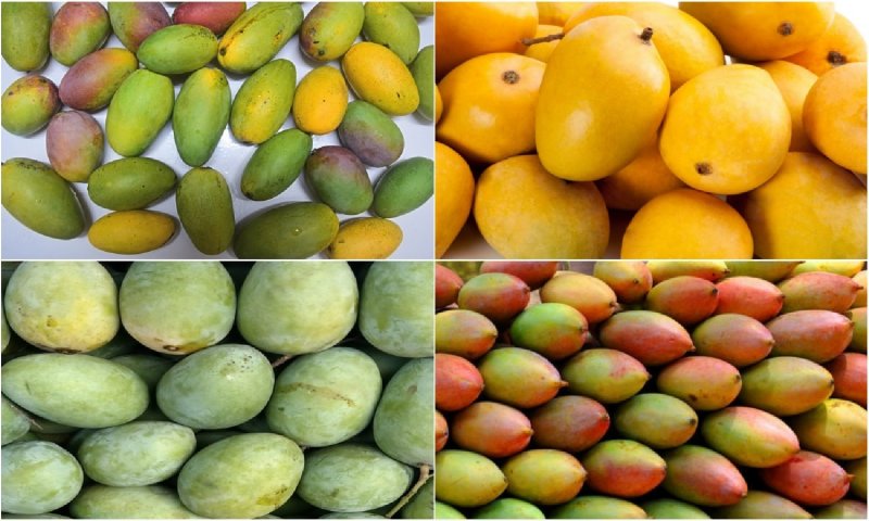 Mangoes of UP: आइए जानतें हैं फलों के राजा आम की खास किस्में और उनके उत्पादन क्षेत्र