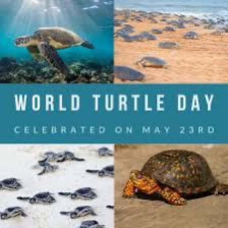 World Turtle Day 2023: दिमाग़ के बिना भी जिंदा रहने वाला कछुआ, जानिए विश्व कछुआ दिवस का इतिहास और महत्व