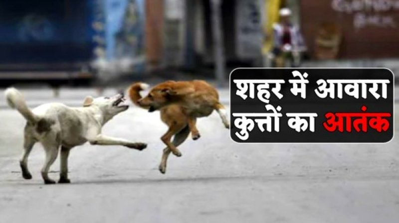 Lucknow Helpline Number: लखनऊ वाले ध्यान दें, आवारा कुत्तों से हैं परेशान तो डायल करें ये नंबर