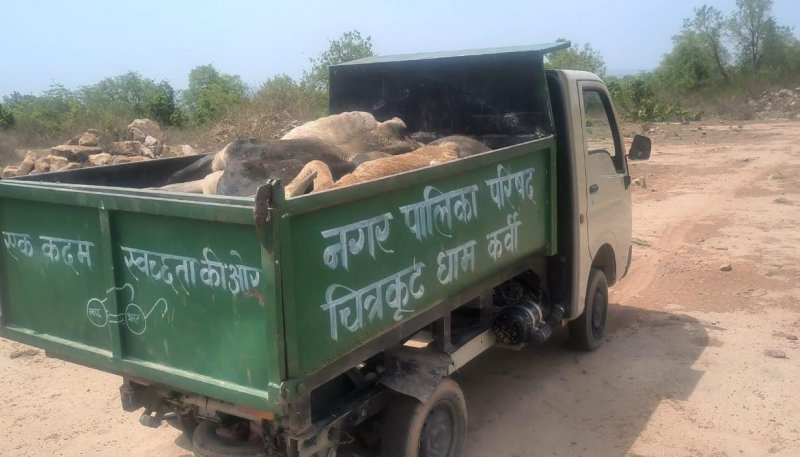 Chitrakoot News: गौवंश का डंपिंग यार्ड! जानिए कैसे किया जा रहा मृत पशुओं के साथ गैरजिम्मेदाराना सलूक