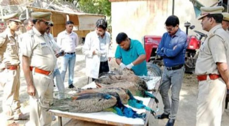 Hardoi News: संदिग्ध परिस्थितियों में राष्ट्रीय पक्षी मोर के मृत मिले पाँच शव, जाँच में जुटी वन विभाग और स्थानीय पुलिस