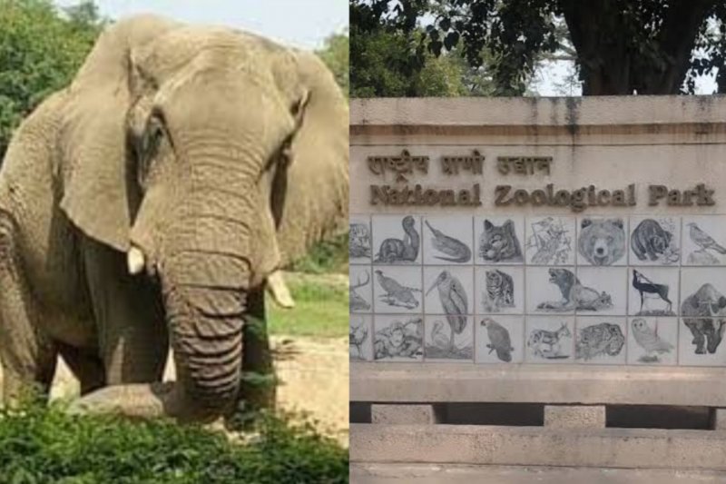 Elephant in Delhi Zoo: दूल्हा बनेगा शंकर हाथी, चिड़ियाघर में बजेगी शहनाई, ढूंढी जा रही अफ्रीकी दुल्हन