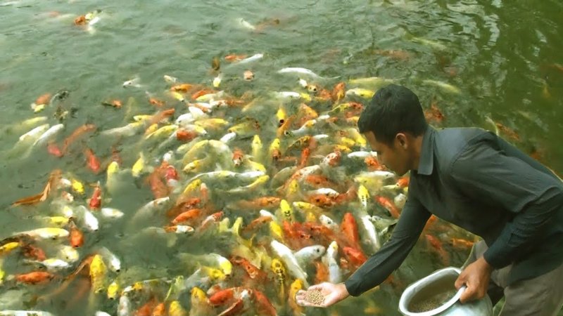 Gold Fish Farming Business: यहां पैसा लगायें लाखों कमाएं, तेज़ी से फल-फूल रहा गोल्ड फिश बिजनेस, लागत हजार रुपये और प्रॉफिट लाखों का