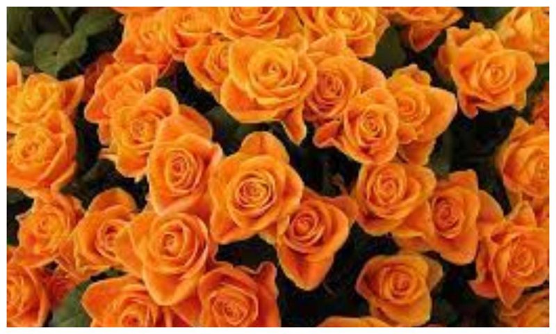 Orange Roses Varieties: ऑरेंज गुलाब की खूबसूरती बगिया में लगा देगी चार -चाँद , जानिये इसके विभिन्न प्रकार