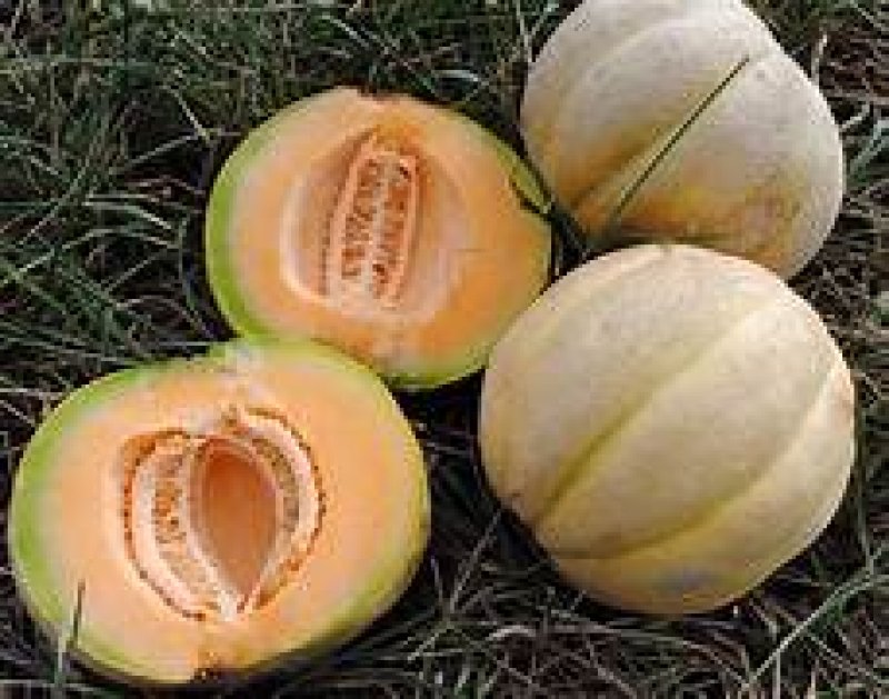 Benefits of Muskmelon Seeds: खरबूज में छुपे है ढेरों सेहत के नुस्खे, फल के साथ बीज भी कारगर