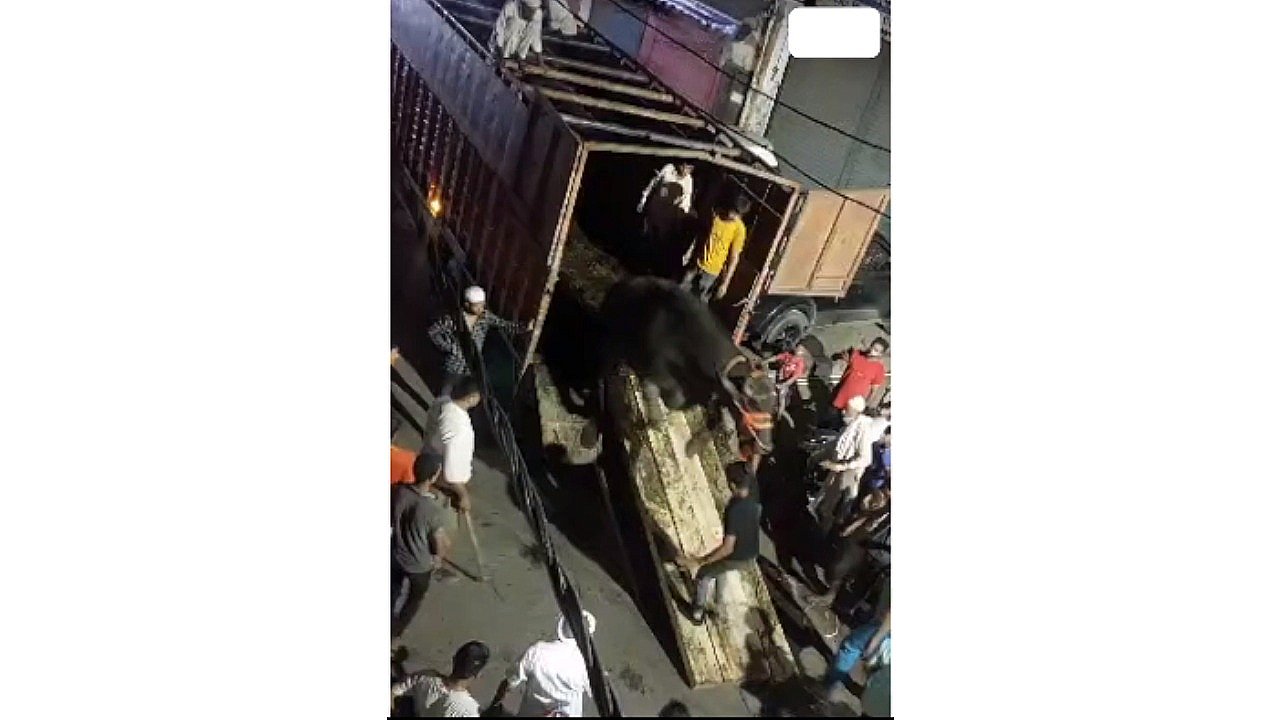 मुरादाबाद : भैंसे ने मचाया उत्पात !