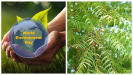 World Environment Day 2023 :  जानिये क्यों आपको भी इस ख़ास दिन लगाना चाहिए औषिधीय गुणों से भरपूर नीम का पेड़