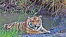 Tigers Death in Dudhwa: दुधवा में बाघों की मौत पर जारी है सीएम योगी का एक्शन, अब इस बड़े अधिकारी पर गिरी गाज