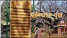 Barabanki Famous Parijat Tree: बाराबंकी जाएं तो ज़रूर दर्शन करें दुर्लभ वृक्ष पारिजात के, हिन्दू धर्म में हैं विशेष महत्त्व