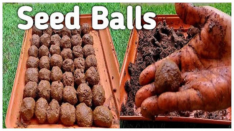 Environment Day: पर्यावरण दिवस पर बीज गेंदों का निर्माण