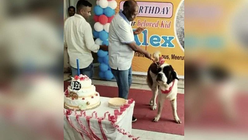 Meerut News: डॉग का बर्थडे सेलिब्रेशन चर्चा में, काटा गया 11 किलो का खास केक