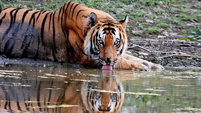 Tigers Death in Dudhwa:  वन मंत्री अरुण सक्सेना ने सीएम योगी को सौंपी जांच रिपोर्ट, अब इन अधिकारियों पर गिर सकती है गाज