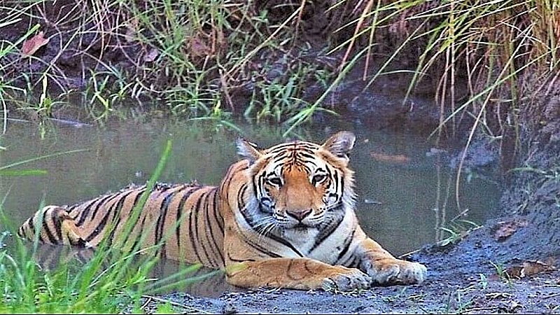 Tigers Death in Dudhwa: दुधवा में बाघों की मौत पर जारी है सीएम योगी का एक्शन, अब इस बड़े अधिकारी पर गिरी गाज