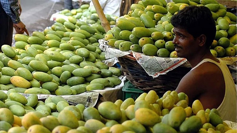 Weather Effect on Mango:  दशहरी की खूबसूरती और स्वाद खा गई गर्मी, मौसम से फसल हुई प्रभावित