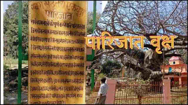 Barabanki Famous Parijat Tree: बाराबंकी जाएं तो ज़रूर दर्शन करें दुर्लभ वृक्ष पारिजात के, हिन्दू धर्म में हैं विशेष महत्त्व