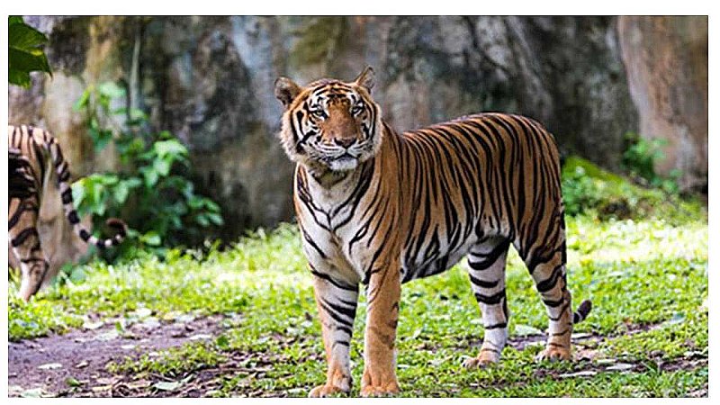 Global Tiger Forum: हर तरफ़ सिकुड़ता स्पेस, डरा रहा बाघों की संख्या का तेजी से बढ़ना