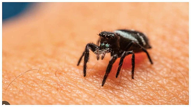 Spider Bite Home Remedies: कहीं आपको तो नहीं काटामकड़ी ने, हो सकती है गंभीर समस्या, तुरंत करें ये घरेलु इलाज