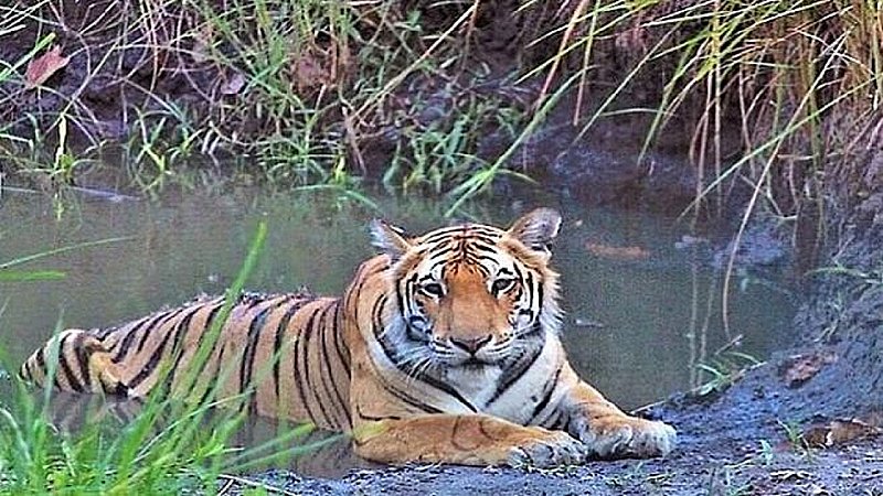Lakhimpur Kheri: दुधवा में बाघों की मौत को लेकर बड़ी खबर, जांच को लेकर गठित की गई टीम