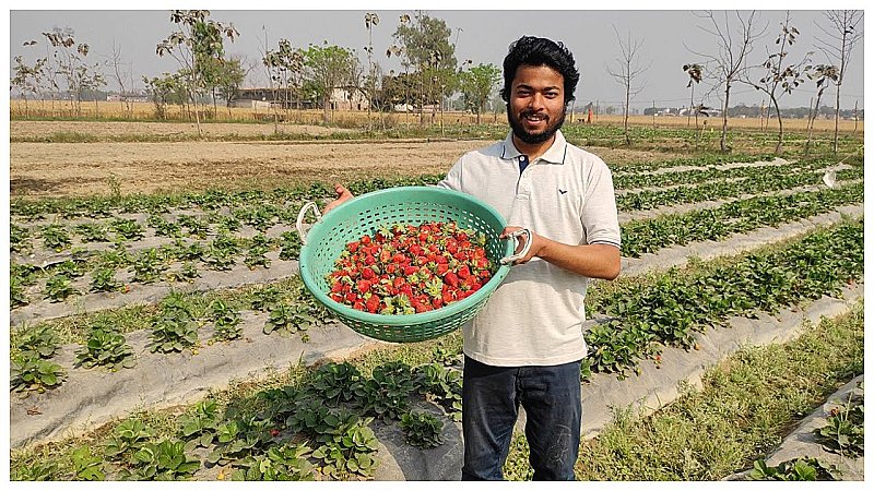 How To Farming Strawberry: केवल 40 दिन में बना देती स्ट्रॉबेरी फसल किसानों को लखपति, जानें कब और कैसे करें खेती