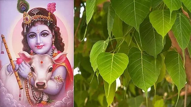Shri Krishna Ki Kahani: जानें कृष्ण खुद को वृक्षों में पीपल क्यों कहते हैं