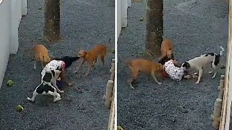 Dog Attack Video: दर्द से चीखती रही बच्ची, तीन कुत्तों ने बुरी तरह नोचा, डॉग अटैक का यह रूह कंपा देने वाला वीडियो वायरल